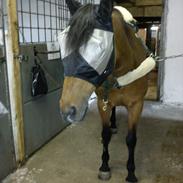 Tysk Sportspony Blinki