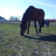 Tysk Sportspony Blinki