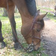 Tysk Sportspony Blinki