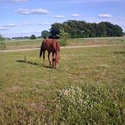 Dansk Varmblod Desire