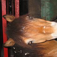 Gotlandsruss Lill Snyggen