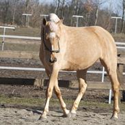 Palomino Chess Stauslykke.