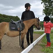 Anden særlig race Arkitektens Frede Fræk