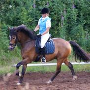 Anden særlig race Prinz A.