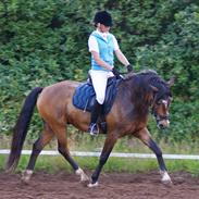 Anden særlig race Prinz A.