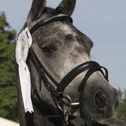 DSP poppelgårdens DaCapo