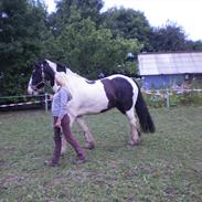 Irish Cob Avalon