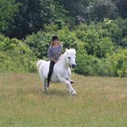 Connemara - Baloo <3 !