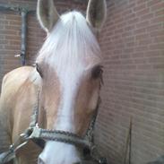 Palomino polly <3