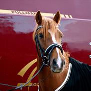 New Forest Rossums Tango (Tidl. Pony)