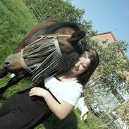 Dansk Varmblod Laika