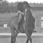 DSP Argentan |*Min skat*| 