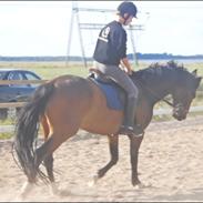 DSP Argentan |*Min skat*| 