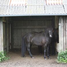 Islænder Ari fra Sysselhaven