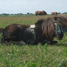 Shetlænder Stjernens Mini-Ness