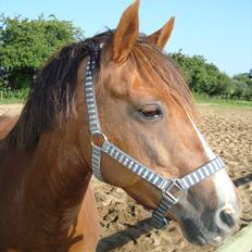 DSP Lillehøjs Ashanti