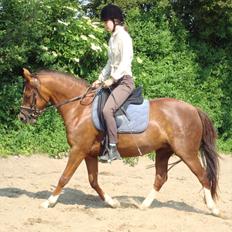 DSP Lillehøjs Ashanti