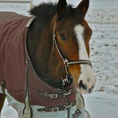 DSP Elmegaardens Don Juan