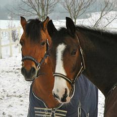 DSP Elmegaardens Don Juan