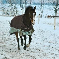 DSP Elmegaardens Don Juan