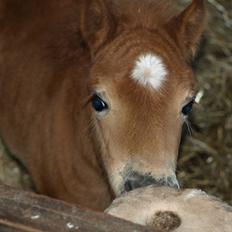 Shetlænder Sandgaardens Mazzaratti.