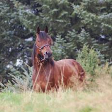Traver Dressed For Fight
