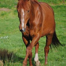 Traver Rocket Richard