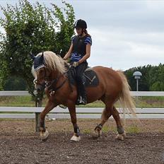 Haflinger Vestervangs Hodder 