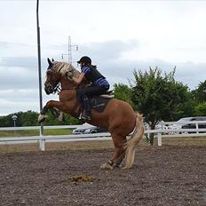 Haflinger Vestervangs Hodder 