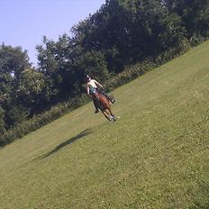 Tysk Sportspony Pontus