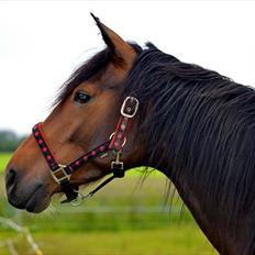 Anden særlig race Alandra