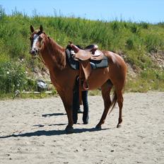 Appaloosa IMA Such A Pride - solgt