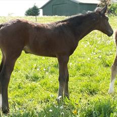Dansk Varmblod dena`s bugatti
