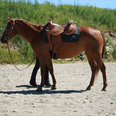 Appaloosa IMA Such A Pride - solgt