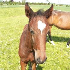 Dansk Varmblod dena`s bugatti