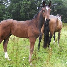 Dansk Varmblod dena`s bugatti