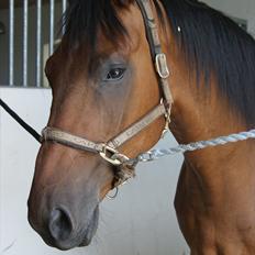 Anden særlig race lucky 