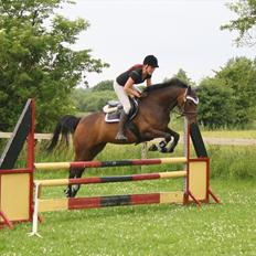 Dansk Varmblod ADRIANE (SOLGT)