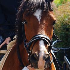 New Forest Lundemarksgaards Nemo