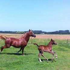 Sportsaraber (A) Sierra Bint Sarakah