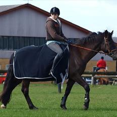 New Forest | Marabou <3