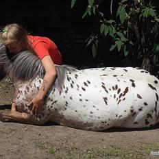 Appaloosa Pippi [Drømmeponyen]