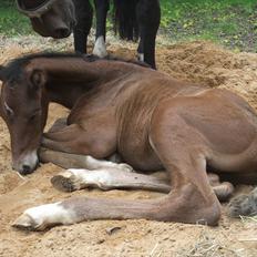 Anden særlig race Sassello Miracolo