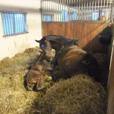 Anden særlig race Sassello Miracolo