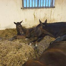 Anden særlig race Sassello Miracolo