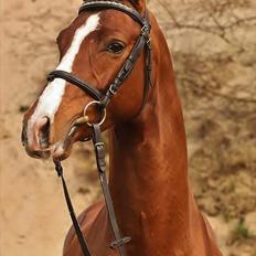 Tysk Sportspony Charming Boy [avlshingst]