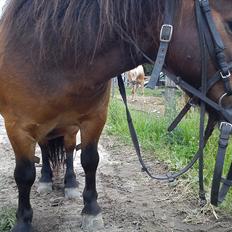 Shetlænder Nullermand. gl. passer.