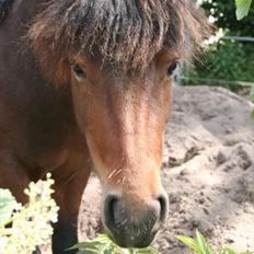 Anden særlig race Mulen
