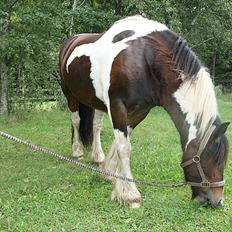 Tinker Juncker ( Låne Hest<)