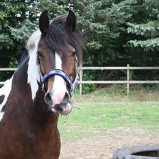 Tinker Juncker ( Låne Hest<)